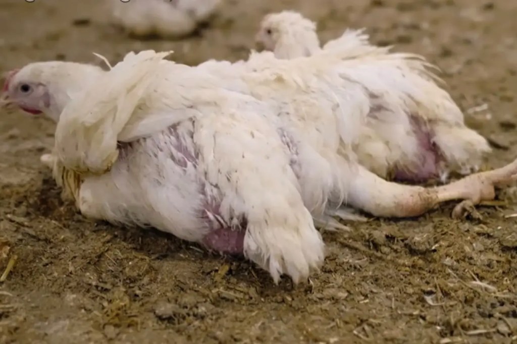 Netflix 紀錄片《雞肉帝國:速食陰謀》中,挖掘養雞產業的殘酷真相。